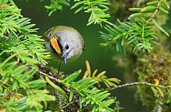 Goldcrest